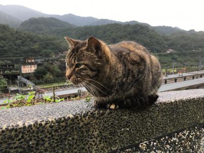 のんびり台北旅 1～2日目☆ お寺と猫と列車の巻
