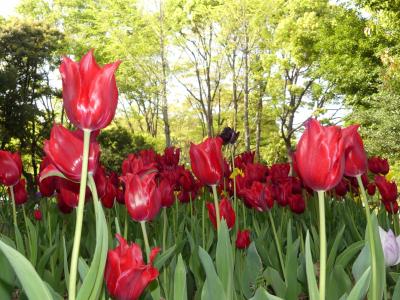 猿江恩賜公園のチューリップ_2018_やや見頃過ぎですが、まだ綺麗です。（江東区・住吉）