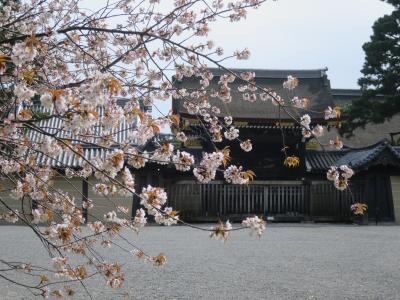 京都の桜が見たくて日帰り弾丸旅行