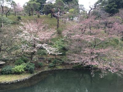 椿山荘で桜アフタヌーンティー