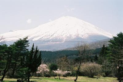 満開の桜　　　ＩＮ　　富士霊園