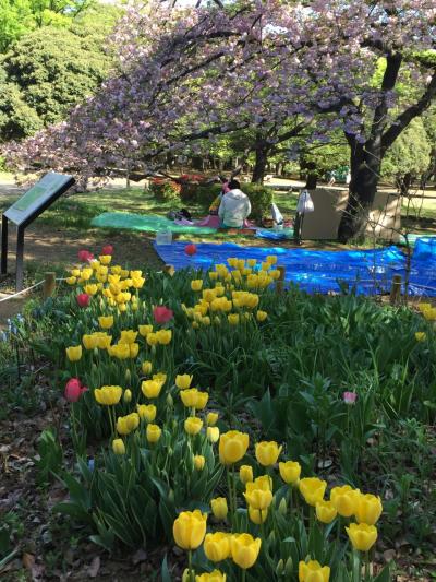 ウコン桜とチューリップが満開の代々木公園