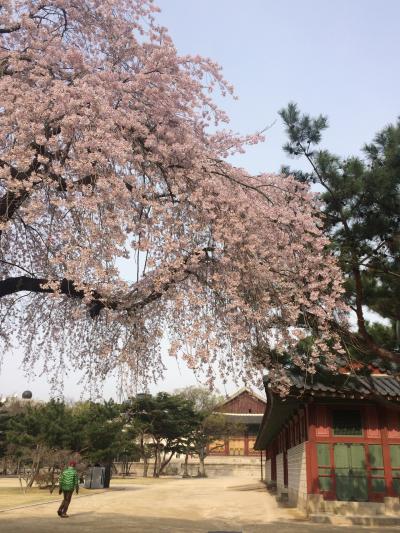 半年ぶりソウルは寒すぎた 2日目