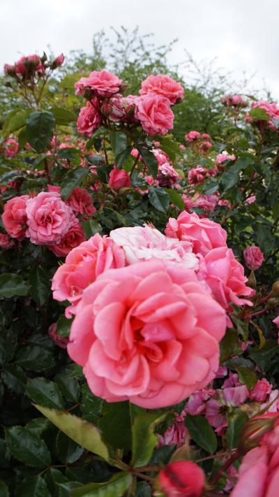 *.:・.。イギリス・カタール旅行1 6/8 ~クイーンメアリーローズガーデン~*.:・.。