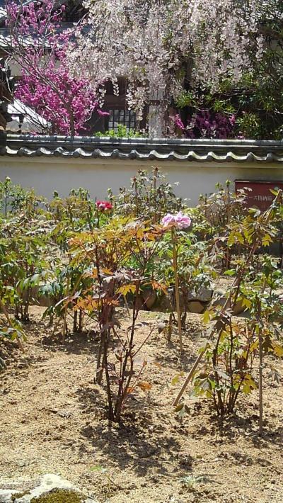 明日からぼたんまつり…