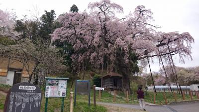 2018年4月 福島県の桜巡り＋αの夫婦旅☆福島県郡山市から喜多方市、そして東京都内へ☆郡山の桜、三春滝桜、喜多方市日中線枝垂れ桜、東京都調布市武蔵野の森総合スポーツプラザ・羽生結弦選手凱旋アイスショー『Continues～with  Wings～』観覧と日本橋高島屋羽生結弦展