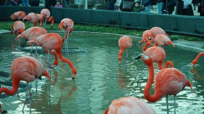 *:.,.:散歩日記　～上野動物園～*:.,.: