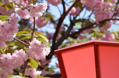 今年も桜を見に造幣局に行きました・・ついでに梅田スカイビルに！