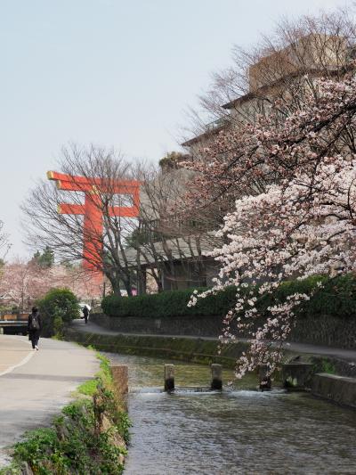 京都ひとり旅１　桜は早朝散歩に限ります　白川通り、岡崎疎水、平安神宮