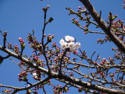 「超速報」北上展勝地の桜について