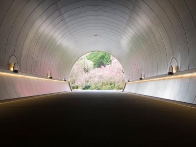 てぶケロと行く滋賀の春旅(狸と桜のトンネルと廃校)
