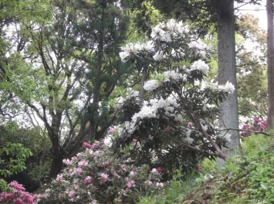 蓮華寺池公園で花見