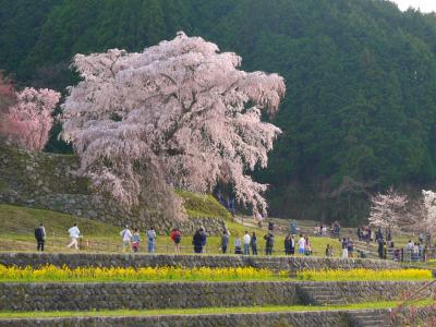 祝☆母・還暦！　お祝いに桜の花束を。宇陀の又兵衛桜が満開～*＊