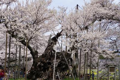 神代桜とソメイヨシノと桃畑の北杜市へ