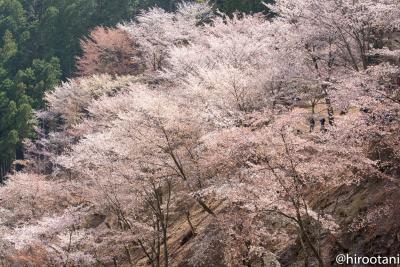 吉野山 2018 ： 奥千本は凄かった