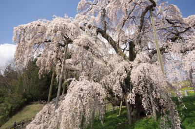 三春滝桜と花見山