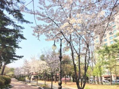 春のソウルでグルメ＆街歩き at 江南 2018(5)「永登浦 汝矣島 春の花祭り①」