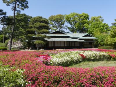 皇居東御苑のサクラとツツジ_2018_サクラも残っていますが、ツツジが綺麗に咲いています。（千代田区）