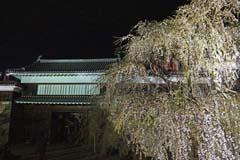 上田城跡公園の夜桜