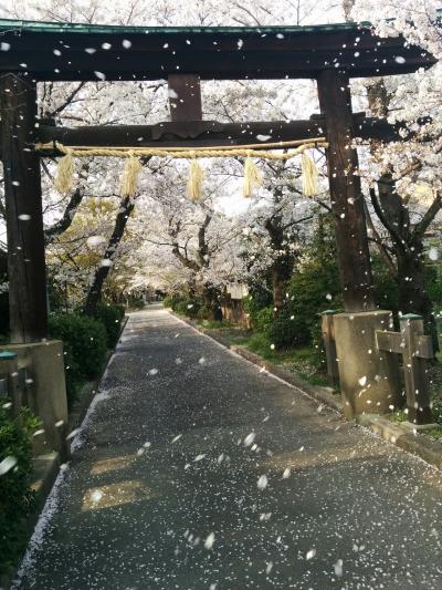 桜咲く京都：サイクリングを兼ねて京都市と向日市が隣接する歴史ある地域を訪れてみました：咲き乱れる桜がまさに満開です