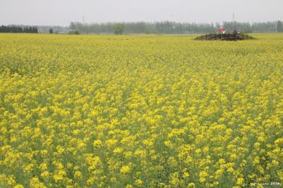 菜の花畑を求めて～中国・江蘇省への旅（その１　上海・無錫・興化）