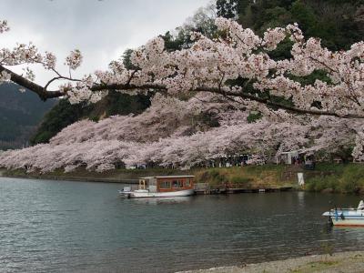 今年の桜は10日早い！大阪城・大和郡山城跡・海津大崎