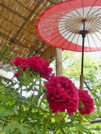 上野東照宮ぼたん苑のボタン_2018_見事に咲き揃っていて、見頃です。（台東区）