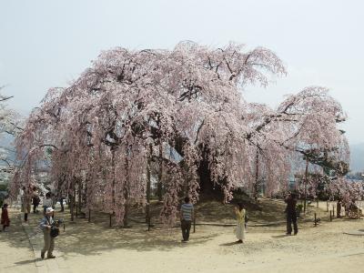 飯田の桜2018