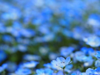 ネモフィラ＆芝桜