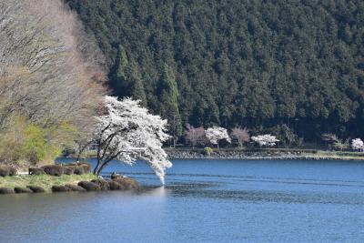 田貫湖畔に佇む休暇村富士 ～桜と富士山の絶景 2018～（静岡）