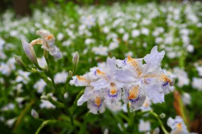 茨城県フラワーパーク*シャガの群生