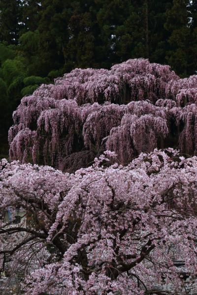 福島　桜めぐり～三春滝桜、福聚寺、雪村桜、花見山