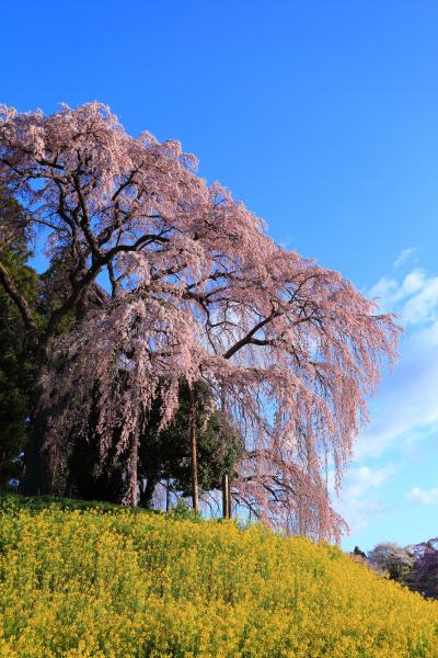 福島　桜めぐり～霞ケ城公園、合戦場のしだれ桜、人待地蔵桜、中島の地蔵桜