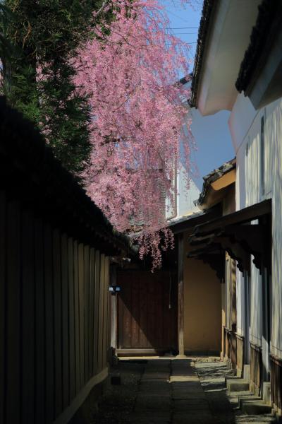 長野　桜めぐり～田中本家博物館、普願寺、長妙寺、延命地蔵堂の桜