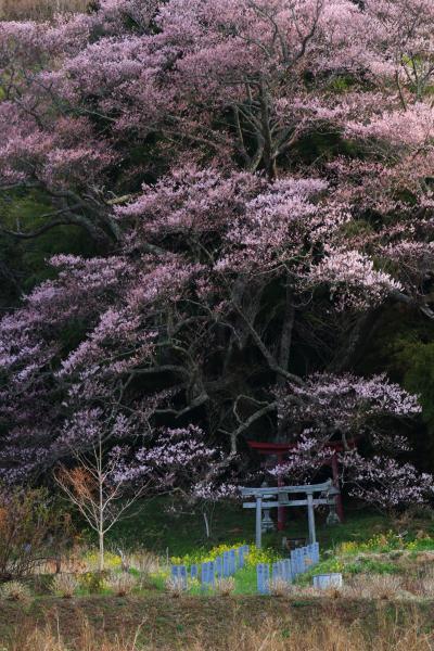 長野・福島・宮城　桜めぐり～ダイジェスト