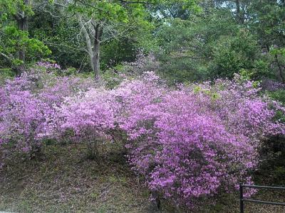 ２０１８年５月　山陽小野田市・江汐公園のつつじ祭りに行きました。コバノミツバツツジが見頃でした。