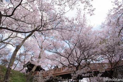 高遠城址さくら祭り 2018: 「天下第一の桜」満開！