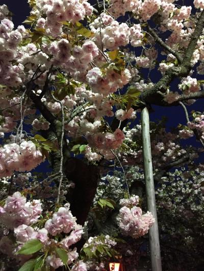 遅咲きの桜求めて造幣局