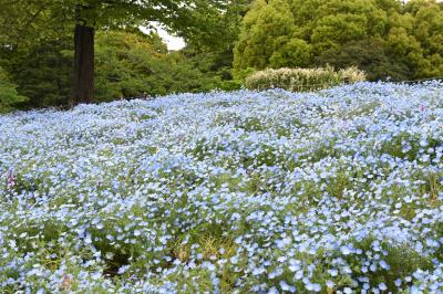 ネモフィラ・チューリップ　春の花咲く昭和記念公園
