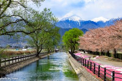 安曇野～高遠城址～津南～十日町　満開の桜はいずこに‥‥