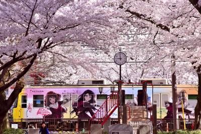 「響け！ユーフォニアム」 ラッピング電車を追いかけて満開な桜が咲き広がる京阪大津線に訪れてみた