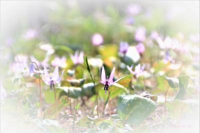 東京で出会った「春の妖精」～練馬でタカクリの花が見られるなんて～