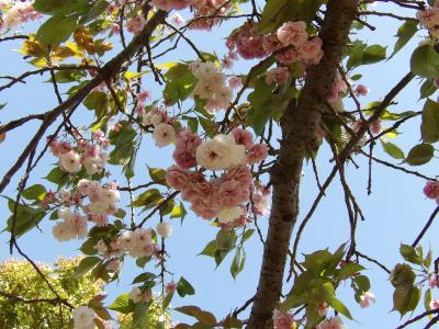 散り際の八重桜