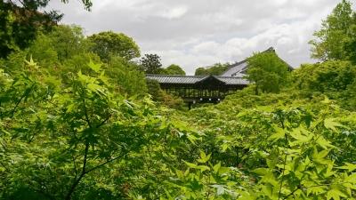 桜も紅葉もいいけど、新緑の京都もなかなかです！