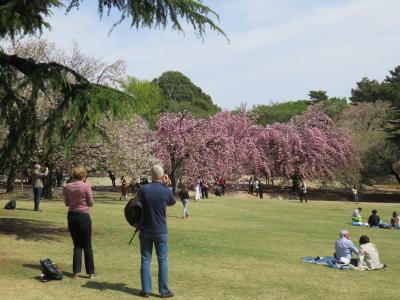 新宿御苑では４月１１日でも咲いている桜あり