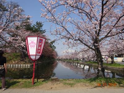 いつまでも、桜色の街。