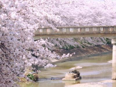 曽我川（奈良県）沿いの桜並木は 知る人ぞ知る穴場スポット♪ オンリーワンメニュー「だんご庄」