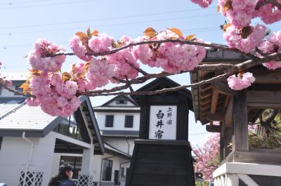 上野国・白井宿の八重桜