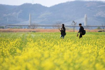 大邱市・河中島の菜の花が満開！SNS映え間違いなし～♪