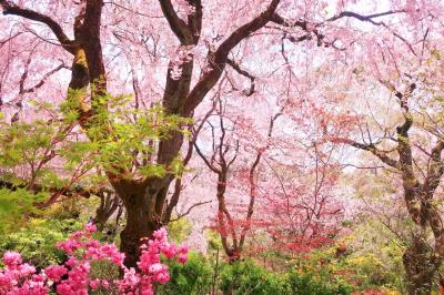 京都・お花見＆カフェめぐりの旅1日目